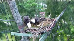 2023-11-23 23_03_38-Wildlife Rescue of Dade County Eagle Nest Cam - YouTube – Maxthon.jpg
