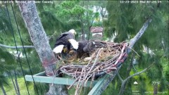 2023-11-23 23_03_45-Wildlife Rescue of Dade County Eagle Nest Cam - YouTube – Maxthon.jpg