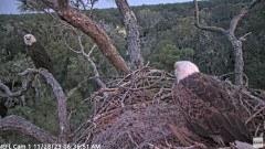 2023-11-28 16_19_33-YouTube - NEFL Cam 1 - Live Bald Eagle Cam - YouTube.jpg