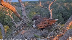 2023-11-28 16_20_08-YouTube - NEFL Cam 1 - Live Bald Eagle Cam - YouTube.jpg