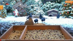 2023-12-04 20_34_52-LIVE 4K 60fps Animal & Bird Feeder Cam - Hedgehog & Bird Watching (3D Binaural A.jpg