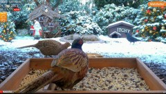 2023-12-04 20_35_18-LIVE 4K 60fps Animal & Bird Feeder Cam - Hedgehog & Bird Watching (3D Binaural A.jpg