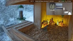 2023-12-04 21_07_46-Futterstelle Windsbach live - Kestrel Box, Germany - Meise und Spatz - YouTube –.jpg