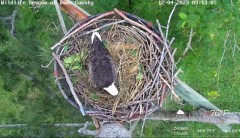 2023-12-04 22_00_40-Wildlife Rescue of Dade County Eagle Nest Top Cam - YouTube – Maxthon.jpg