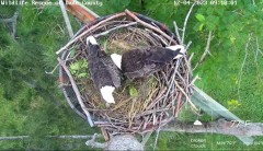 2023-12-04 22_01_08-Wildlife Rescue of Dade County Eagle Nest Top Cam - YouTube – Maxthon.jpg