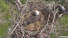 2023-12-04 22_03_52-Southwest Florida Eagle Cam - YouTube – Maxthon.jpg