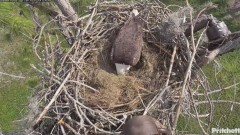 2023-12-04 22_04_15-Southwest Florida Eagle Cam - YouTube – Maxthon.jpg