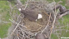 2023-12-04 22_04_56-Southwest Florida Eagle Cam - YouTube – Maxthon.jpg