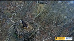 2023-12-04 22_10_07-Bluff City Cam 2_ ETSU Eagle Cameras - YouTube – Maxthon.jpg