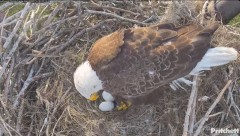 2023-12-30 20_00_33-Southwest Florida Eagle Cam - YouTube – Maxthon.jpg