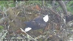 2024-01-06 18_38_10-NEFL Cam 2 - Live Bald Eagle Cam - YouTube – Maxthon.jpg