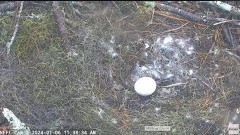 2024-01-06 18_38_42-NEFL Cam 2 - Live Bald Eagle Cam - YouTube – Maxthon.jpg