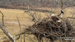 2024-01-06 19_38_36-Decorah Eagles - North Nest powered by EXPLORE.org - YouTube – Maxthon.jpg