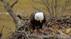 2024-01-06 19_39_05-Decorah Eagles - North Nest powered by EXPLORE.org - YouTube – Maxthon.jpg