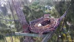 2024-01-06 19_46_40-Wildlife Rescue of Dade County Eagle Nest Cam - YouTube – Maxthon.jpg
