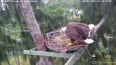 2024-01-06 19_47_39-Wildlife Rescue of Dade County Eagle Nest Cam - YouTube – Maxthon.jpg
