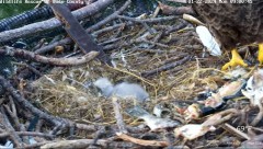 2024-01-22 21_50_51-(1) Wildlife Rescue of Dade County Eagle Nest Cam - YouTube – Maxthon.jpg