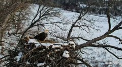 2024-01-22 21_54_19-(1) Decorah Eagles - North Nest powered by EXPLORE.org - YouTube – Maxthon.jpg