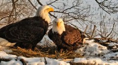 2024-01-22 21_55_01-(1) Decorah Eagles - North Nest powered by EXPLORE.org - YouTube – Maxthon.jpg