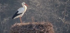 2024-02-20 22_17_56-Gnezdenje štorkelj - Olševek _ Stork nesting - Olševek - YouTube – Maxthon.jpg
