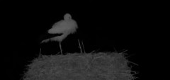 2024-02-20 22_18_33-Gnezdenje štorkelj - Olševek _ Stork nesting - Olševek - YouTube – Maxthon.jpg