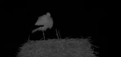 2024-02-20 22_18_38-Gnezdenje štorkelj - Olševek _ Stork nesting - Olševek - YouTube – Maxthon.jpg