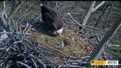 2024-03-10 19_47_05-Bluff City Cam 2_ ETSU Eagle Cameras - YouTube – Maxthon.jpg