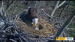 2024-03-10 19_47_27-Bluff City Cam 2_ ETSU Eagle Cameras - YouTube – Maxthon.jpg