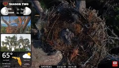 2024-03-10 19_54_47-Central Florida Bald Eagle Live Nest CAM 4 - YouTube – Maxthon.jpg