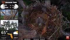 2024-03-10 19_55_01-Central Florida Bald Eagle Live Nest CAM 4 - YouTube – Maxthon.jpg
