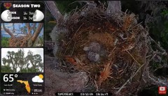 2024-03-10 19_55_08-Central Florida Bald Eagle Live Nest CAM 4 - YouTube – Maxthon.jpg