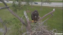 2024-03-10 19_57_32-Southwest Florida Eagle Cam - YouTube – Maxthon.jpg