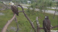 2024-03-10 19_57_40-Southwest Florida Eagle Cam - YouTube – Maxthon.jpg