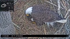 2024-03-10 20_03_31-Port Tobacco Eagle Cam - YouTube – Maxthon.jpg