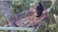 2024-03-10 20_06_39-Wildlife Rescue of Dade County Eagle Nest Cam - YouTube – Maxthon.jpg