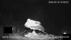 2024-03-16 22_45_12-Камера предава на живо от гнездо на щъркели в село Драгушиново_ Camera from a st.jpg