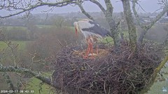 2024-03-17 14_54_19-Live Cam Feed _ White Stork Project – Maxthon.jpg