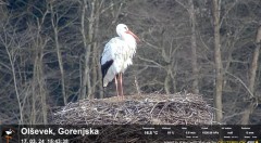 2024-03-17 21_09_37-Gnezdenje štorkelj - Olševek _ Stork nesting - Olševek - YouTube – Maxthon.jpg