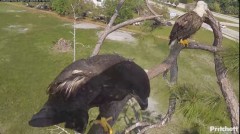 2024-03-17 23_21_56-Southwest Florida Eagle Cam - YouTube – Maxthon.jpg