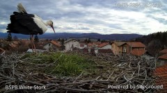 2024-03-18 20_01_10-Камера предава на живо от гнездо на щъркели в село Ярлово_ Camera from a stork's.jpg