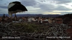 2024-03-18 20_01_54-Камера предава на живо от гнездо на щъркели в село Ярлово_ Camera from a stork's.jpg