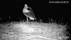 2024-03-18 20_02_00-Камера предава на живо от гнездо на щъркели в село Ярлово_ Camera from a stork's.jpg