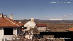 2024-03-18 20_19_14-Камера предава на живо от гнездо на щъркели в село Драгушиново_ Camera from a st.jpg