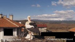 2024-03-18 20_19_36-Камера предава на живо от гнездо на щъркели в село Драгушиново_ Camera from a st.jpg