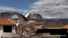 2024-03-18 20_19_54-Камера предава на живо от гнездо на щъркели в село Драгушиново_ Camera from a st.jpg