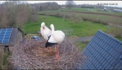 2024-03-18 22_30_13-The Chimney Storks (live cam white stork, livestream The Netherlands) - YouTube .jpg