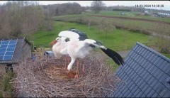 2024-03-18 22_31_22-The Chimney Storks (live cam white stork, livestream The Netherlands) - YouTube .jpg