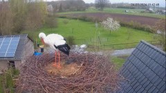 2024-03-24 21_45_38-The Chimney Storks (live cam white stork, livestream The Netherlands) - YouTube .jpg
