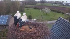 2024-03-24 21_45_58-The Chimney Storks (live cam white stork, livestream The Netherlands) - YouTube .jpg