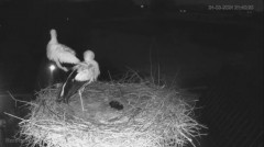 2024-03-24 21_46_08-The Chimney Storks (live cam white stork, livestream The Netherlands) - YouTube .jpg